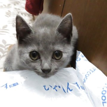 シャルトリュー【千葉県・男の子・2025年8月9日・ブルー】の写真「すくすくと成長中♬」