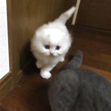 スコティッシュフォールド【千葉県・男の子・2025年9月18日・クリーム&ホワイト(ロング)】の写真「現在623g すくすくと成長中♬」