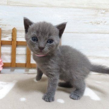 シャルトリュー【千葉県・男の子・2025年7月24日・ブルー】の写真「現在387ｇ すくすくと成長中♬」