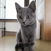 シャルトリュー