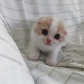 スコティッシュフォールド(折れ耳)