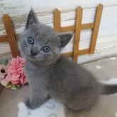 シャルトリュー