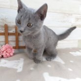 シャルトリュー