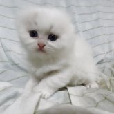 スコティッシュフォールド(折れ耳)