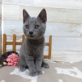 シャルトリュー