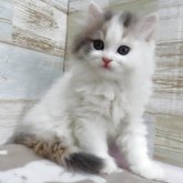 スコティッシュフォールド(立ち耳)