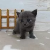 シャルトリュー