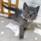 シャルトリュー