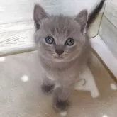 シャルトリュー
