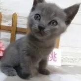 シャルトリュー