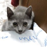 シャルトリュー