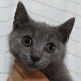 シャルトリュー