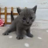シャルトリュー