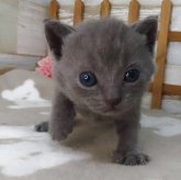 シャルトリュー