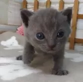 シャルトリュー
