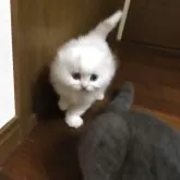 スコティッシュフォールド(折れ耳)