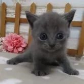 シャルトリュー