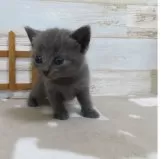 シャルトリュー【千葉県・男の子・2025年8月9日・ブルー】の写真2