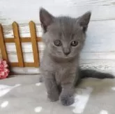 シャルトリュー【千葉県・女の子・2025年8月9日・ブルー】の写真5