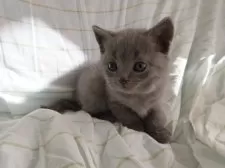 シャルトリュー【千葉県・男の子・2024年12月17日・ブルー】の写真7