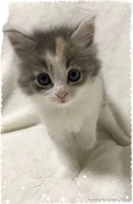 ID:1811-01496の子猫