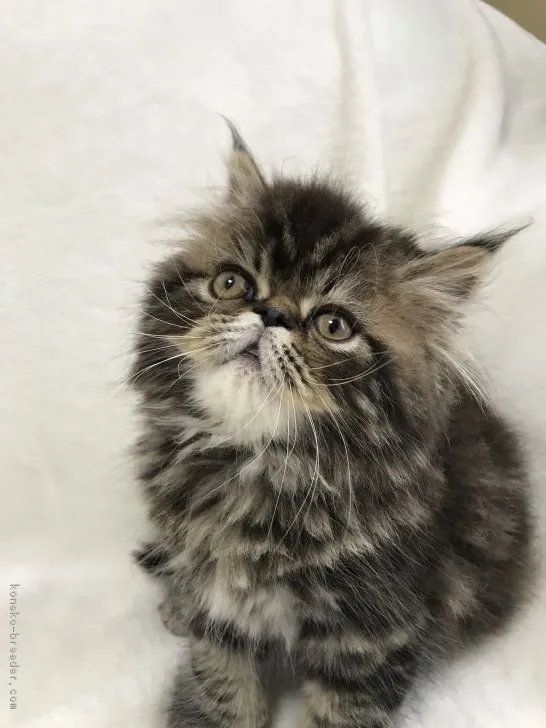 ID:1805-00497の子猫