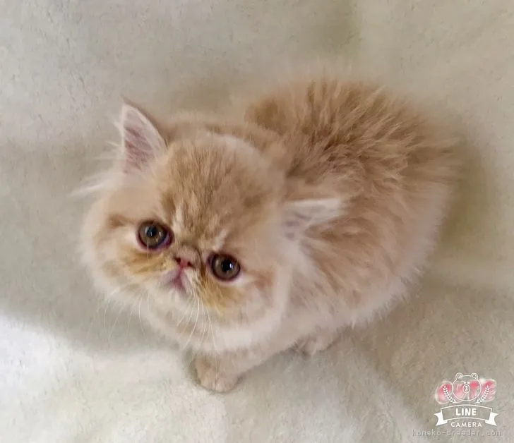 ID：1809-01448の子猫