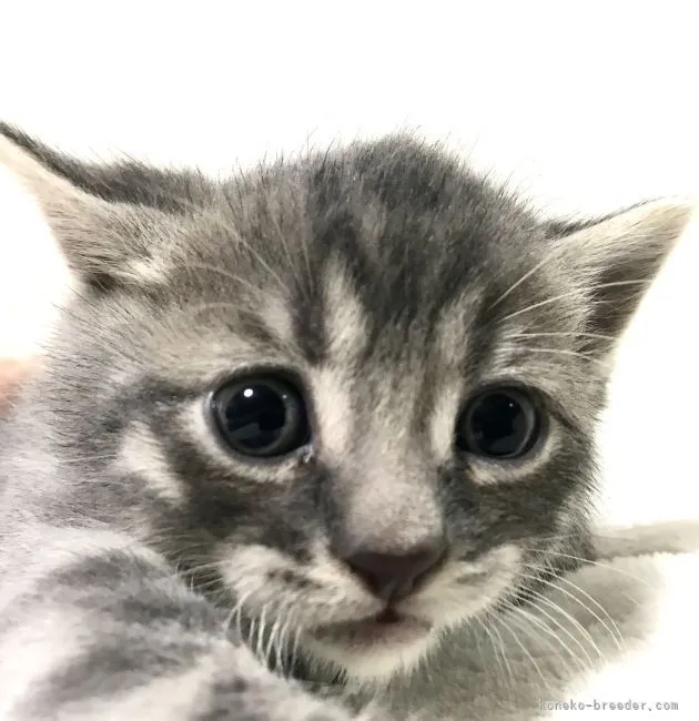 ID：2203-01367の子猫