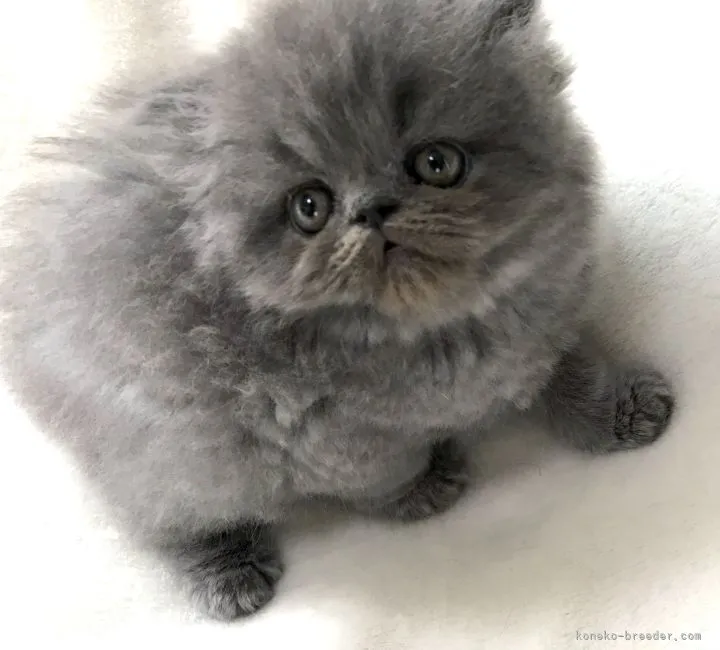 ID:2207-01168の子猫