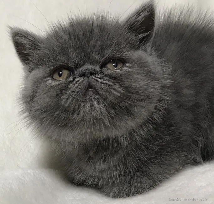 M.Y 様のお迎えした子猫