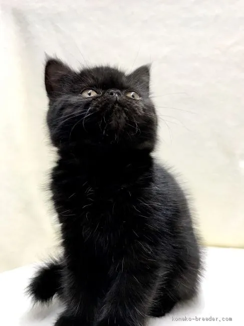 ID:2002-00874の子猫