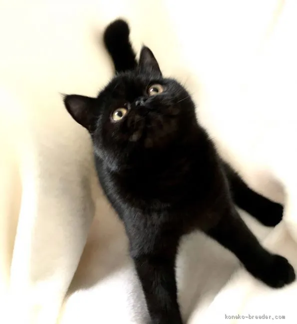 ID：2009-00707の子猫