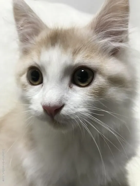 ID:1811-01498の子猫