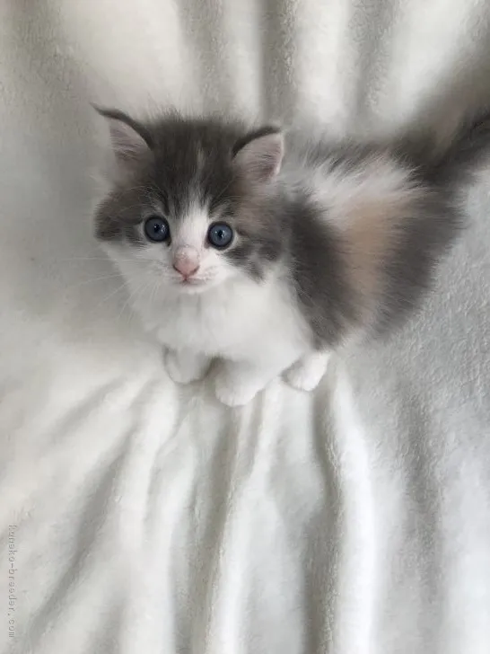 ID:1807-00309の子猫