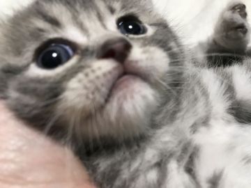 エキゾチックショートヘア✖️ベンガル【北海道・男の子・2022年2月13日・シルバースポテットタビー】の写真「ベンガルの美しさエキゾチックののんびり性格」