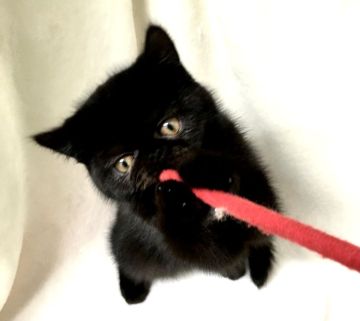 エキゾチックショートヘア【北海道・男の子・2022年1月16日・ブラックスモーク】の写真「‎(՞  ܸ. .ܸ՞)"おっとり君」