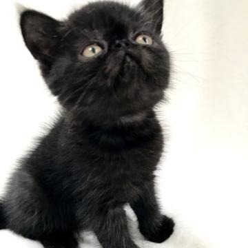 エキゾチックショートヘア【北海道・男の子・2022年6月15日・ブラックスモーク】の写真「おしゃべり上手*̣̩⋆̩」