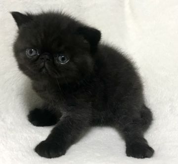 エキゾチックショートヘア【北海道・男の子・2022年1月16日・ブラックスモーク】の写真「おっとり君‪」