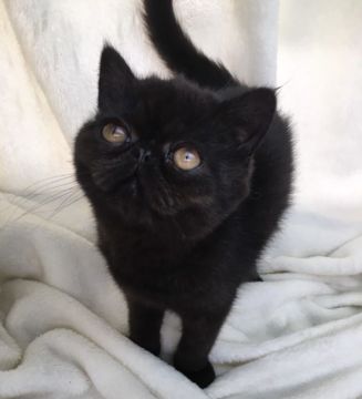 エキゾチックショートヘア【北海道・男の子・2022年1月16日・ブラックスモーク🐾】の写真「小粒君⸜ ෆ ⸝‍」