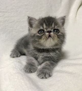 エキゾチックショートヘア【北海道・男の子・2018年8月1日・シルバータビー】の写真「一人っ子のせいか  のんびり屋さんの甘えん君でฅ(」