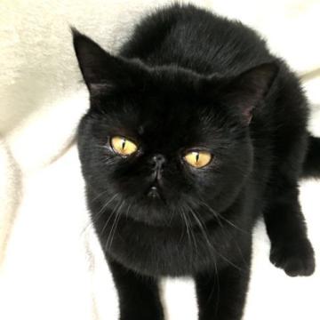 エキゾチックショートヘア【北海道・女の子・2022年1月16日・ブラックスモーク𖥧 𖧧】の写真「甘え上手‪(⋆ᴗ͈ˬᴗ͈)”の美人ちゃん♡」