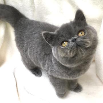 エキゾチックショートヘア【北海道・男の子・2022年6月15日・ブルー *↟⍋*↟】の写真「ふんわり君のんびり君𓂃𓈒໒꒱‪」