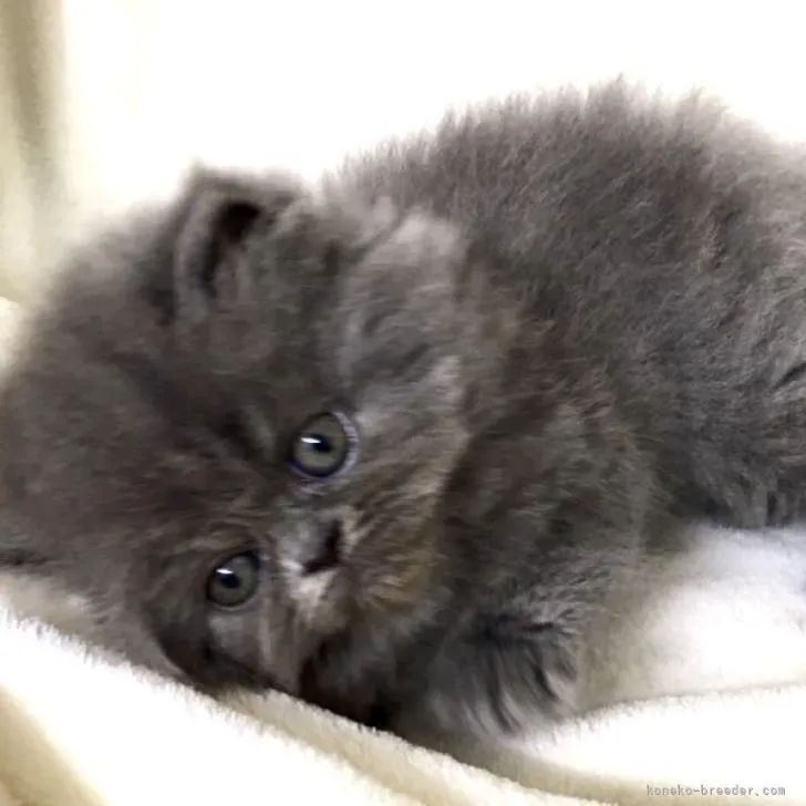ID:2207-01164の子猫