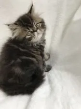 エキゾチックショートヘア【北海道・男の子・2018年4月9日・ブラウンタビー(セミロング)✨】の写真5