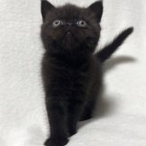 エキゾチックショートヘア