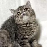エキゾチックショートヘア