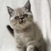 エキゾチックショートヘア