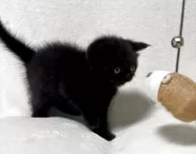 エキゾチックショートヘア【北海道・女の子・2025年6月17日・ブラックスモーク𖥧 𖧧】の写真5