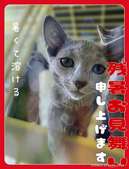 星野里生ブリーダーのブログ：暑いですね