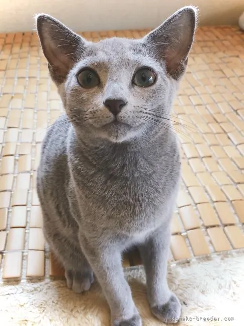 Y.C 様のお迎えした子猫